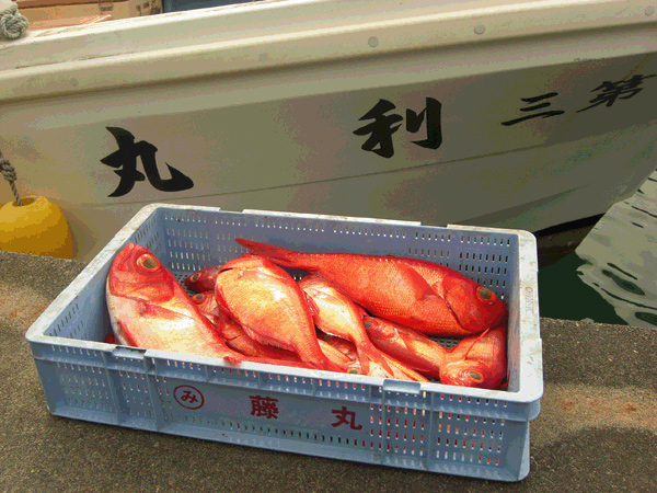 下田魚市場で水揚げされる金目鯛
