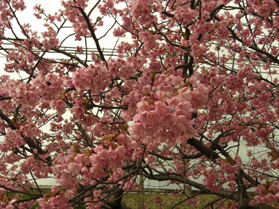 河津桜が満開