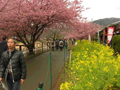 ピンクの河津桜と黄色の菜の花のコントラスト