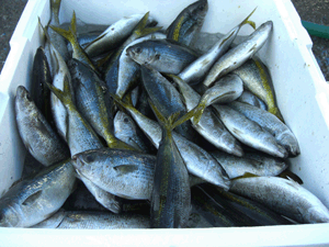 南伊豆の地魚　タカベ