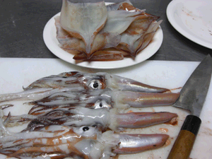 南伊豆の地魚　スルメイカ