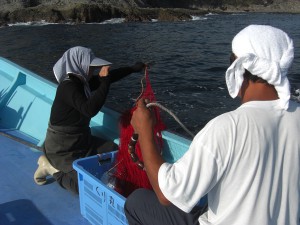 伊豆半島の最南端の弓ヶ浜の伊勢エビ漁 ９月２０日解禁