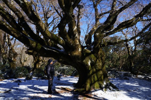 雪の天城山脈