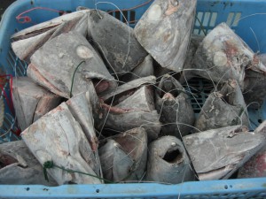 南伊豆の冬の味　高足ガニ漁が始まる