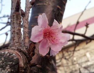 河津桜（みなみの桜）開花情報　伊豆弓ヶ浜の青野川