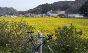 春の南伊豆サイクリング　青野川の桜と菜の花