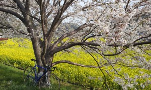 春の南伊豆サイクリング　青野川の桜と菜の花