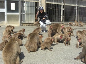 野猿３００匹の楽園　『伊豆波勝崎苑』