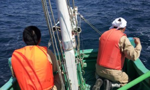 神子元沖の青根の初カツオを追いまわす