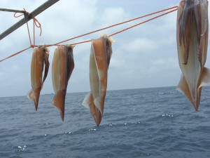 弓ヶ浜の夏の味、石廊沖のスルメイカ