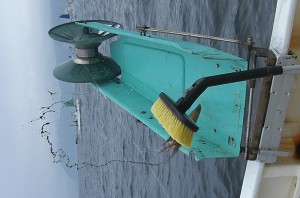 弓ヶ浜の夏の味、石廊沖のスルメイカ