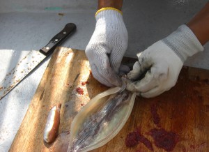 弓ヶ浜の夏の味、石廊沖のスルメイカ