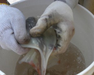 弓ヶ浜の夏の味、石廊沖のスルメイカ