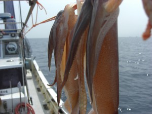 弓ヶ浜の夏の味、石廊沖のスルメイカ