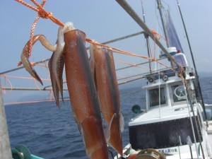 弓ヶ浜の夏の味、石廊沖のスルメイカ