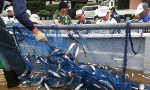 弓ヶ浜のタカベ漁