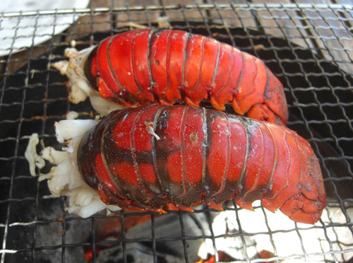 南伊豆漁港の朝獲れ伊勢エビ