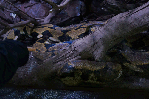 世界最長になるアミメニシキヘビ