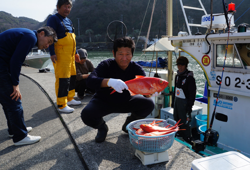 南伊豆ブランドの金目鯛は地金目鯛と呼ばれ脂が乗ってとてもおいしい魚です。