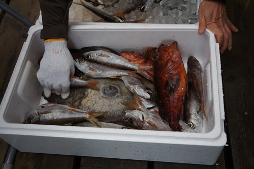 各漁港を回って漁師仲間から集めた地魚を発砲スチロールに入れて弓ヶ浜に持ち帰ります。