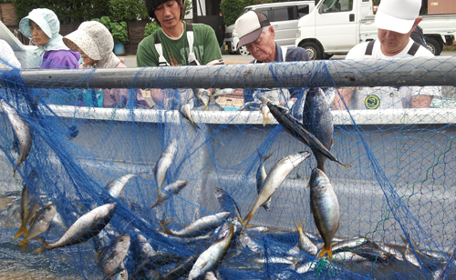南伊豆には１２の漁港があり毎日各地で地魚が水揚げされます。