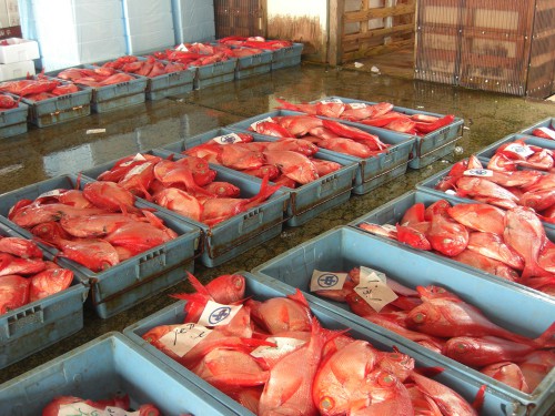 下田魚市場には3種類の金目鯛が水揚げされます。