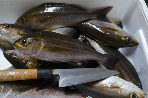 南伊豆漁港の朝獲れ地魚いさき