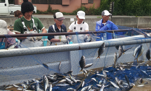 弓ヶ浜のタカベ漁、夏のタカベは脂が乗ってバーベキューに最高です。