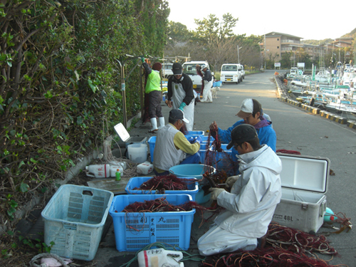 南伊豆の海岸線では伊勢エビ網漁が盛んです。