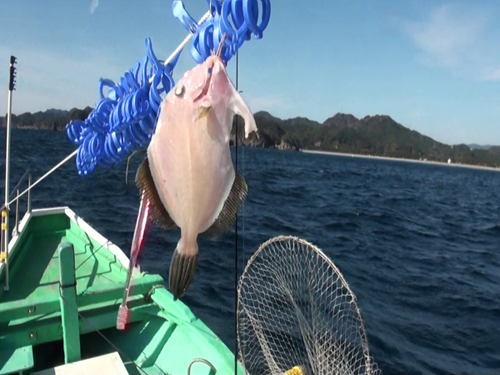 かわはぎ釣ってその場で船上干し。極上のかわはぎ干物がお土産になる。