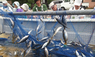 弓ヶ浜の夏のタカベ漁