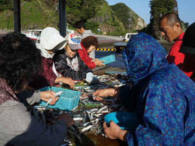 南伊豆の漁港では毎朝どこかで地魚が水揚げされている。