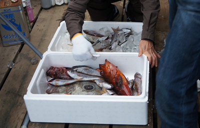 コテージから車5分の伊豆漁協直売所で朝獲れ地魚を買う。