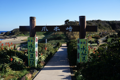 爪木崎水仙まつり