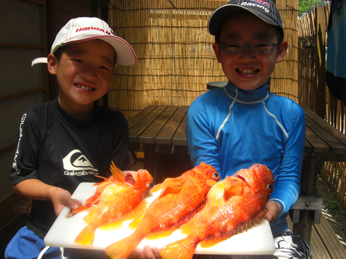 二人が釣った魚は南伊豆ブランドの高級魚アヤメカサゴ３匹でした。
