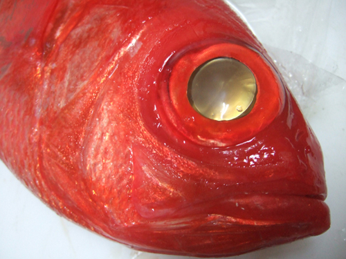 1kgオーバーのジキンメ（地金目鯛）は幻の魚になりつつあります。
