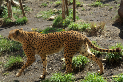 猛獣コーナーにはチーターもいた。