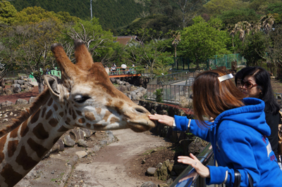 キリンにエサをあげる