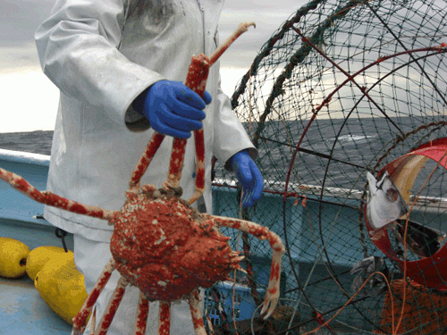 南伊豆町では12月1日が高足ガニ漁の解禁日です。