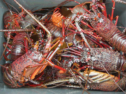 弓ヶ浜周辺でとれた伊勢エビ