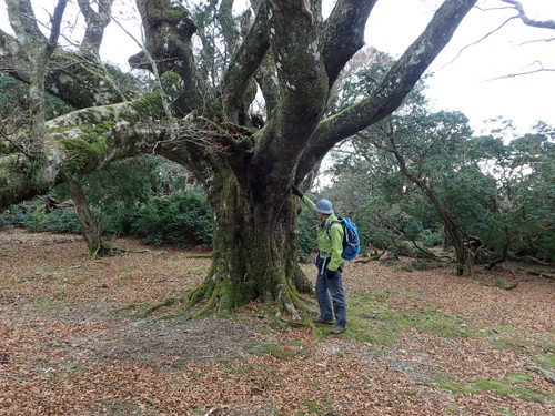 幻想的な横手ブナ周辺のブナ巨木群