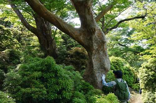 伊豆No.1のヒメシャラ巨木