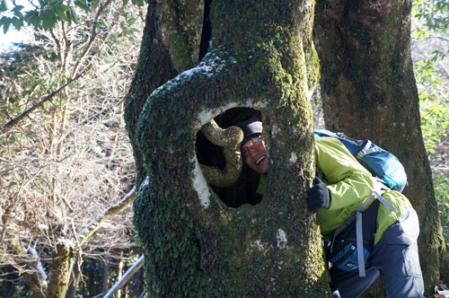 幻想的な 巨大ブナ林が続く