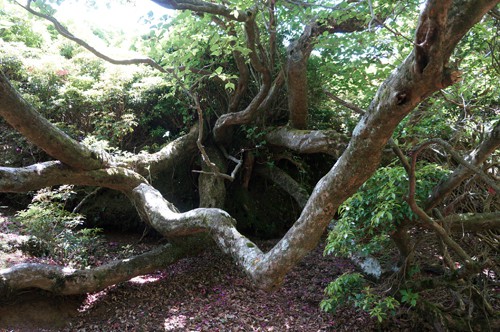 トウゴクミツバの巨木、5月15日頃が見頃