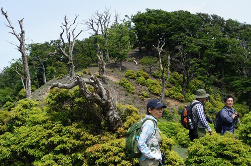 長沢頭の 巨大ブナ林の墓場