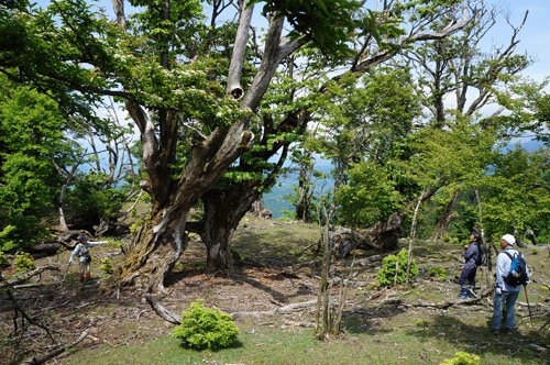 長沢頭手前の 巨大ブナ林の墓場