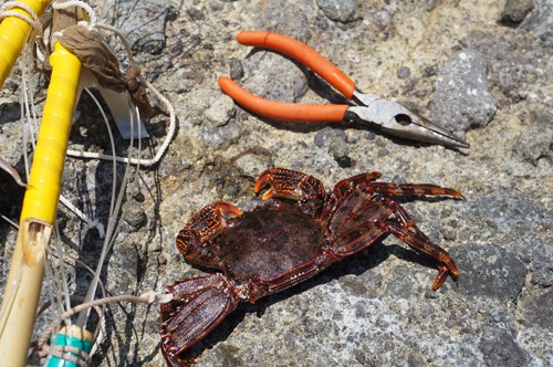 南伊豆 弓ヶ浜の夏の味 マガニ 精進ガニ 磯遊びでカニ獲り 南伊豆 弓ヶ浜を１０倍楽しむ方法