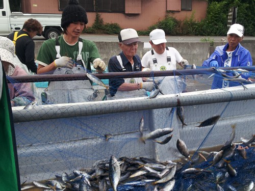 日本でも数少ないタカベ追い込み漁を専門に行う駿河丸