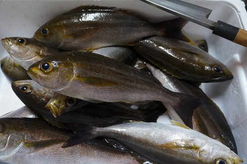 3月末のイサキ釣り、約１時間の釣り時間で10匹くらい釣り上げる