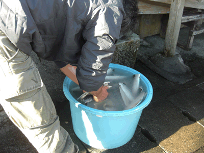 伊豆弓ヶ浜　天日干しの干物屋　弓ヶ浜コテージ